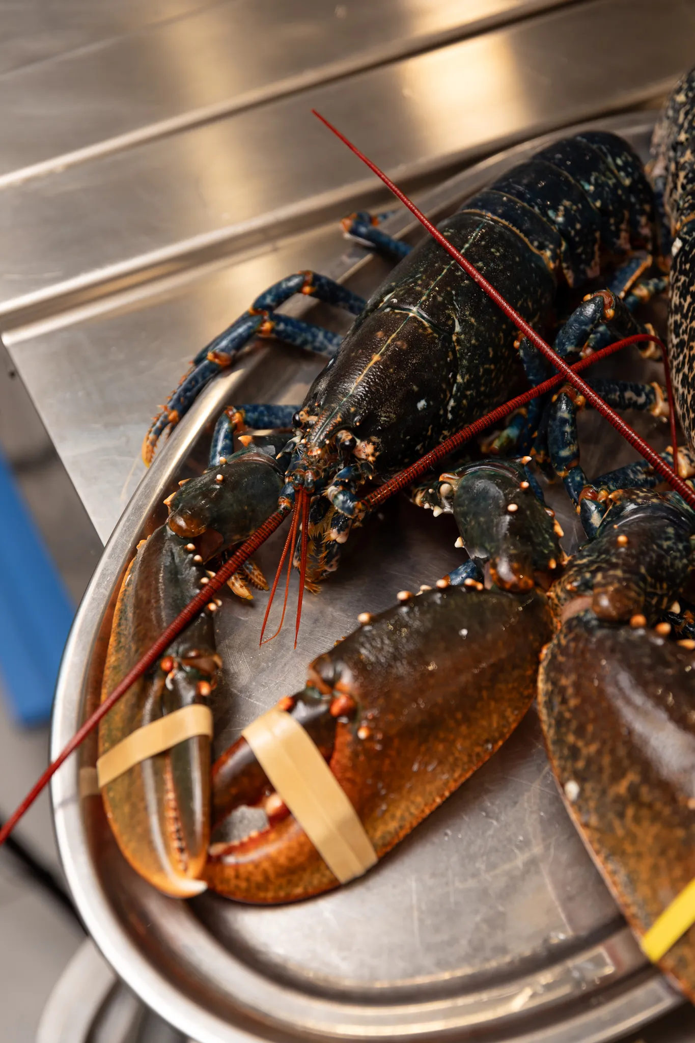 Imágenes de platos del restaurante Sa Sal Ibiza